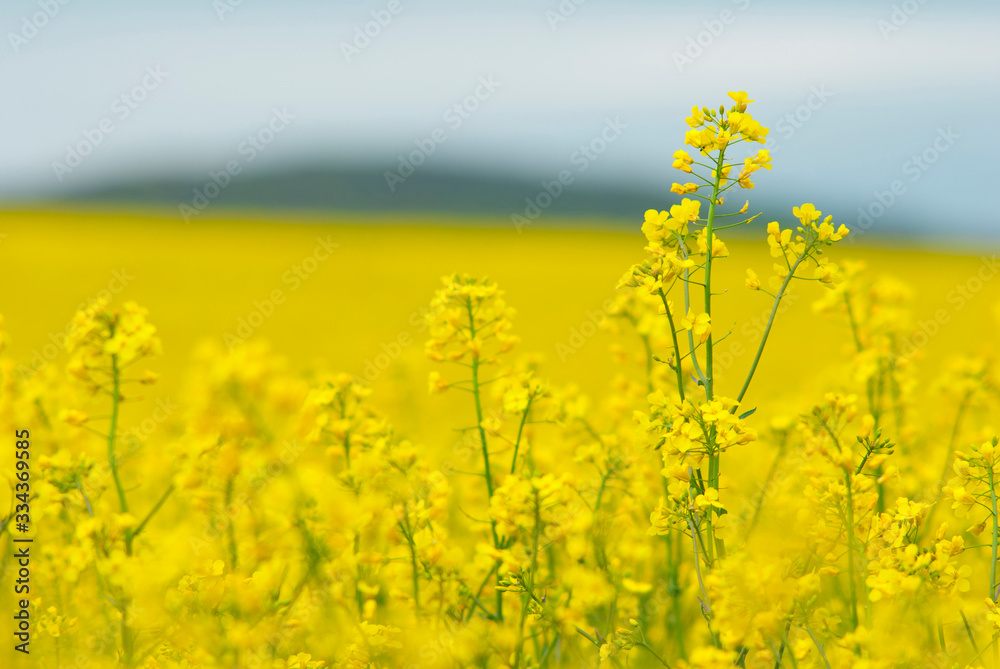 Obraz premium Oilseed rape