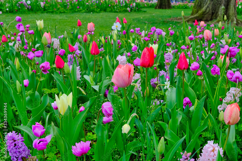 tulip garden tulip garden