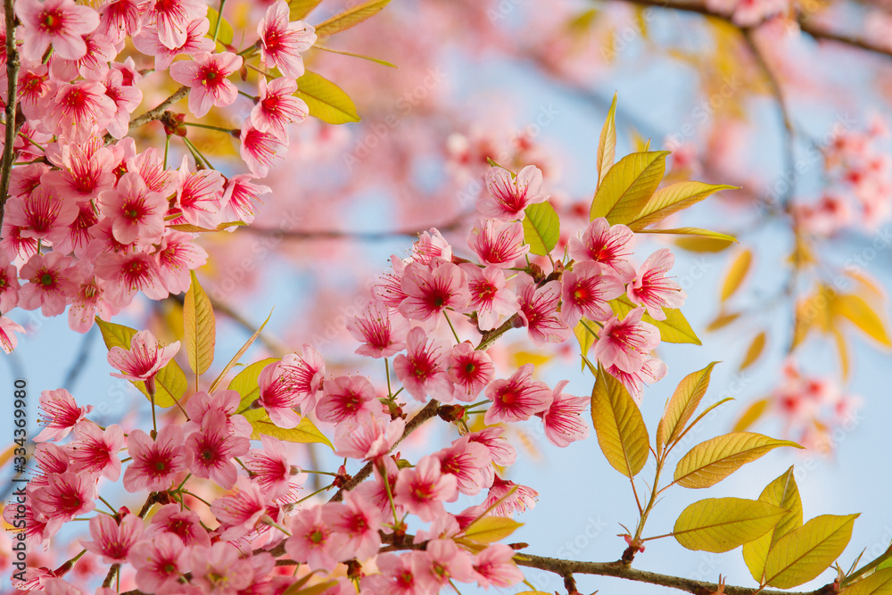 Obraz premium Beautiful Cherry blossom flower