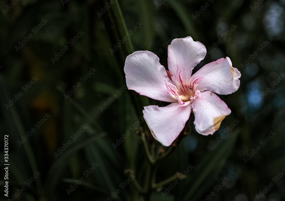 Obraz premium Beautiful white flower isolated view.