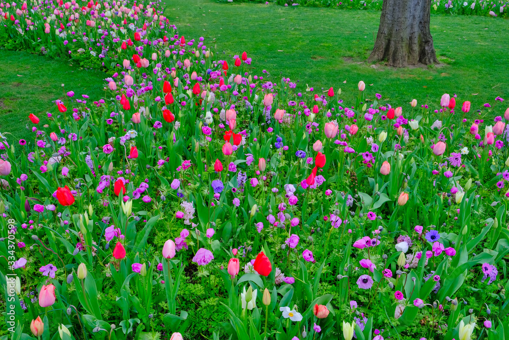 tulip garden