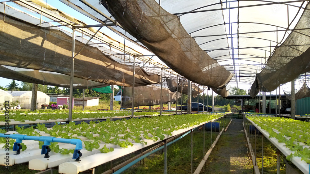 Naklejka premium Hydroponics system, planting vegetables and herbs without using soil for health