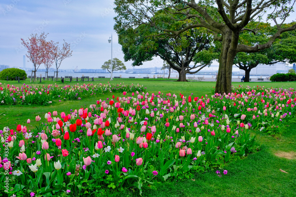 tulip garden in yokohama tulip garden in yokohama