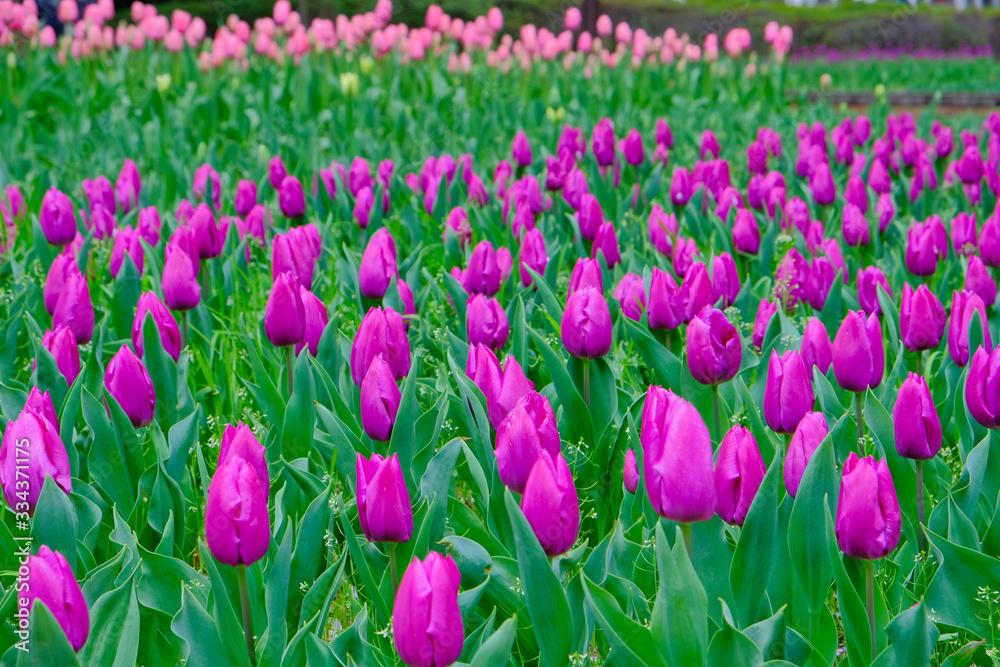 tulip garden tulip garden