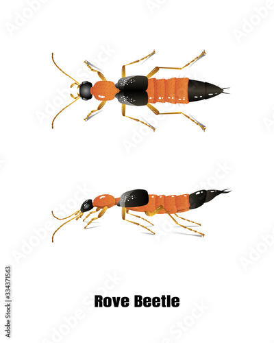 Rove beetle vector on white background,isolated,illustration,for graphic design,education,agriculture,science.