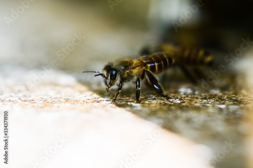 apis mellifera honey bee in the shade © Ohm