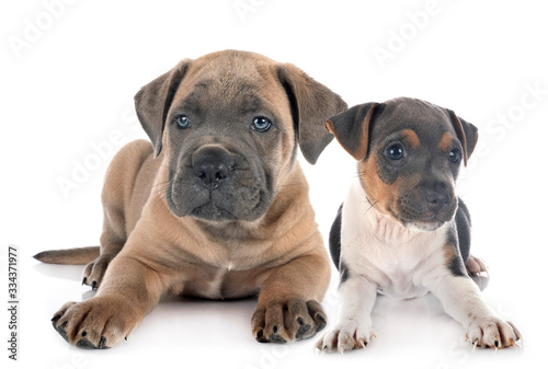 Fototapeta Naklejka Na Ścianę i Meble -  puppy cane corso and brazilian terrier