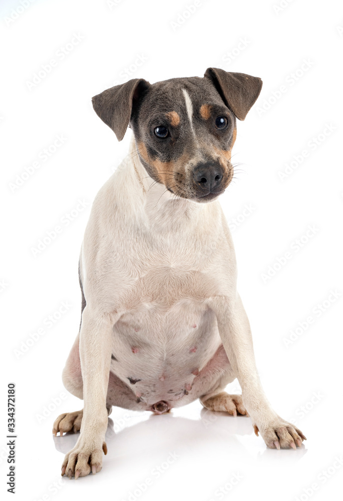 brazilian terrier in studio