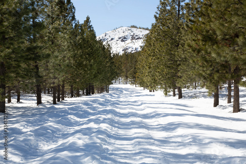 Snow covered mountain range in background with snowy path and pine trees in forefront, blue sky © Jacquie Klose