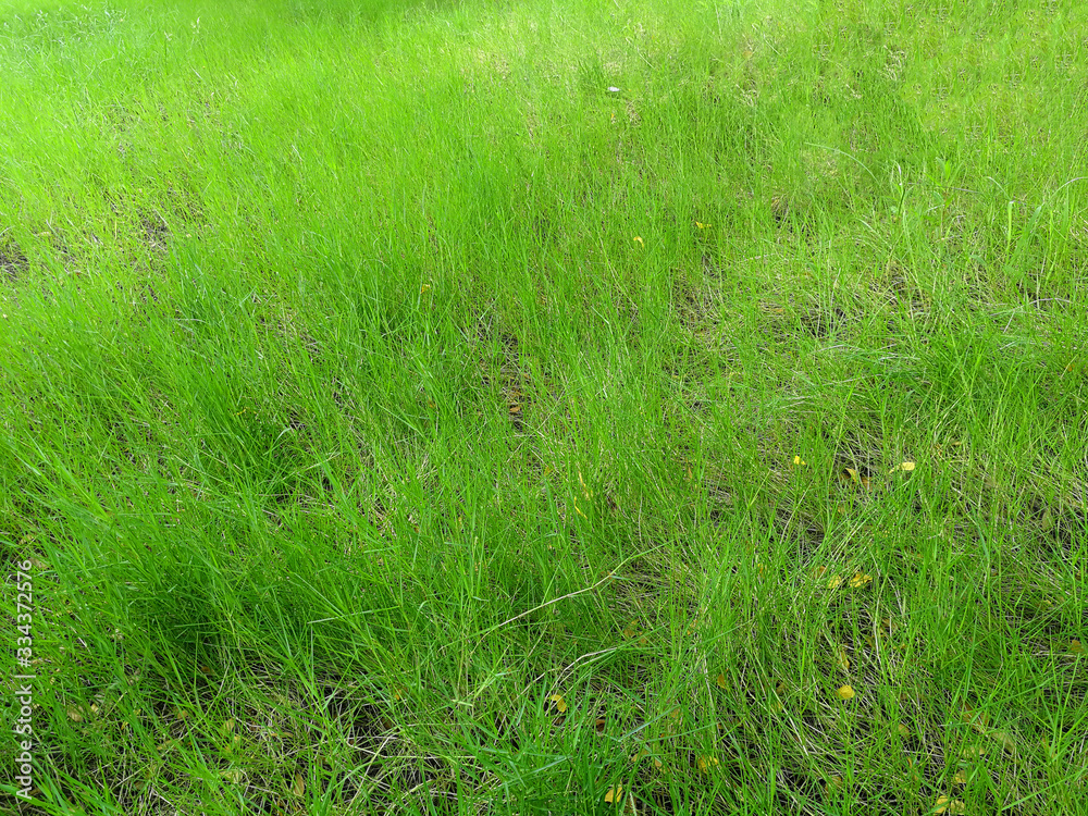 Green grass background, outdoor garden with copy space for your work.