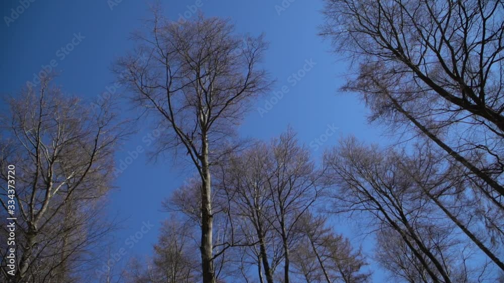 Trees & blue Sky / Pure Nature and Positivity Trees & blue Sky / Pure Nature and Positivity
