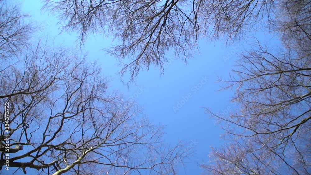 Nice Trees and beautiful Blue sky moving shot Nice Trees and beautiful Blue sky moving shot