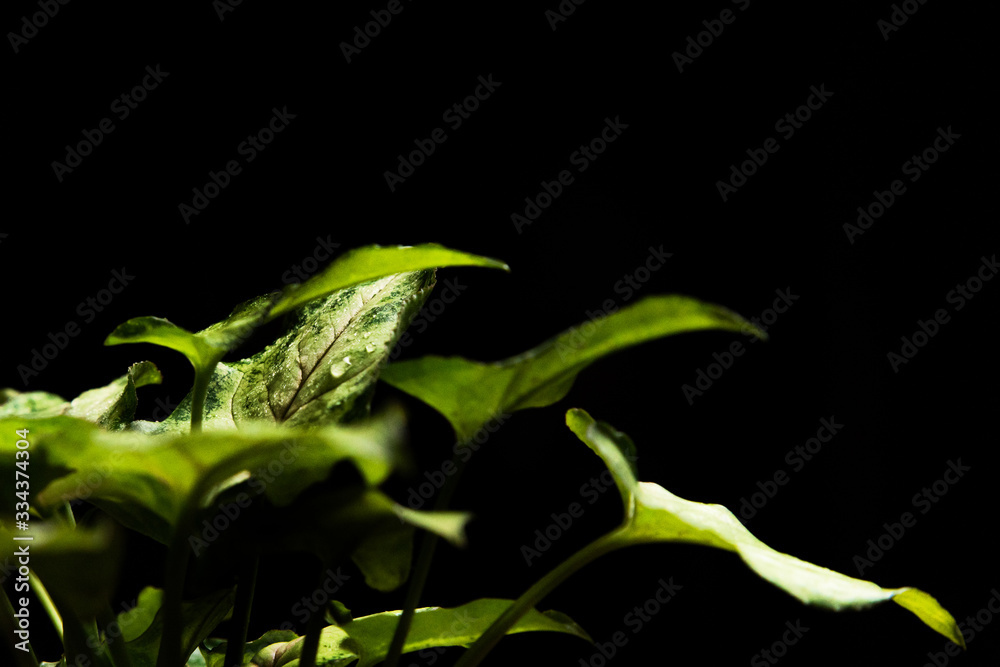 Obraz premium Syngonium or arrow head plant and leaves