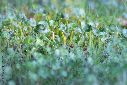 Close up of dew grass for background © Mihailo