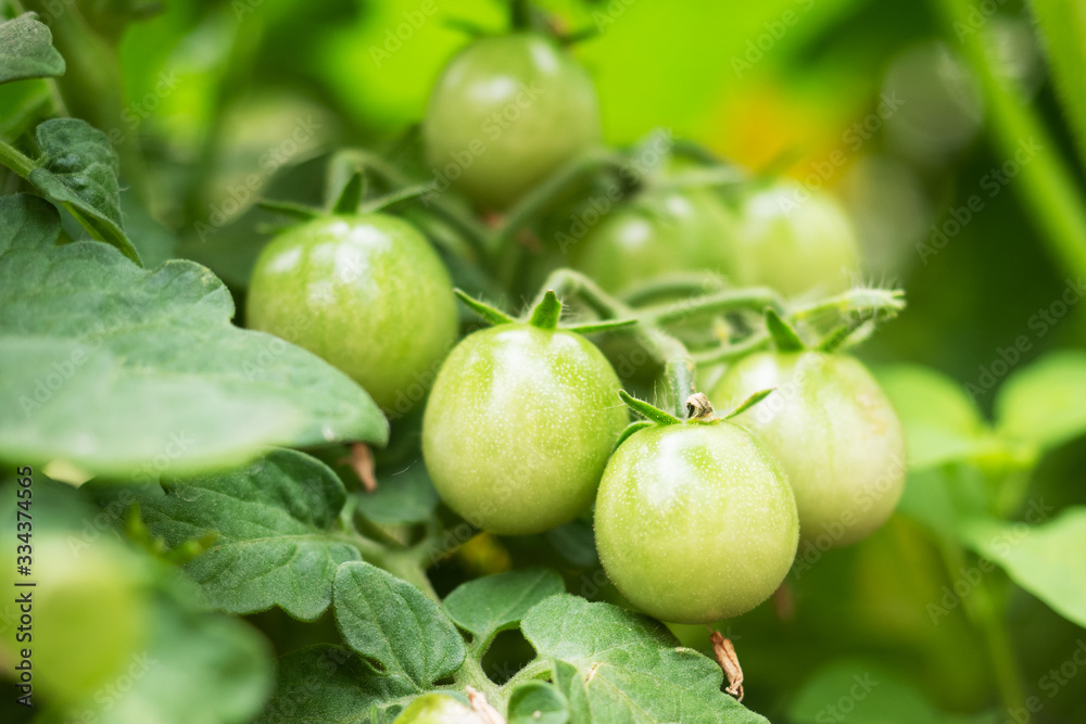 Green tomatoes on a branch grow in a greenhouse.