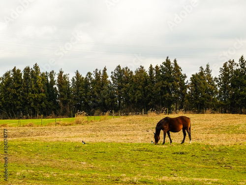 Horse and magpie