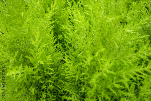 green vegetation background