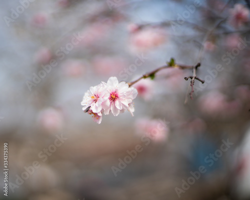 cherry blossom in spring
