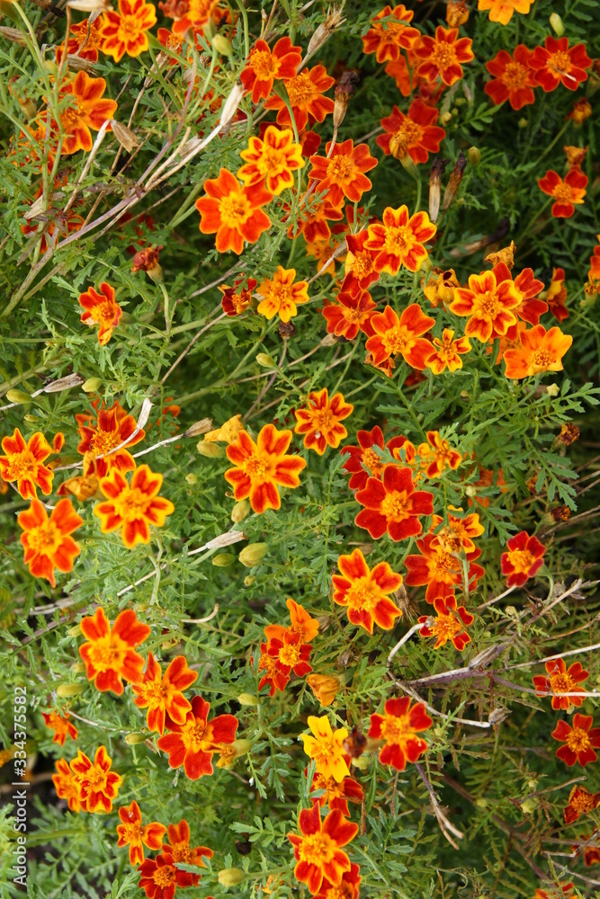 Red flowers