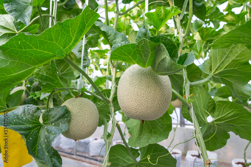 Fresh melons or green melons or cantaloupe melons plants growing in greenhouse supported by string melon nets.