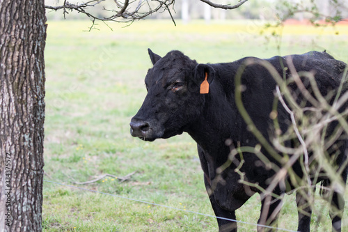 Angus brood cow behind briers photo