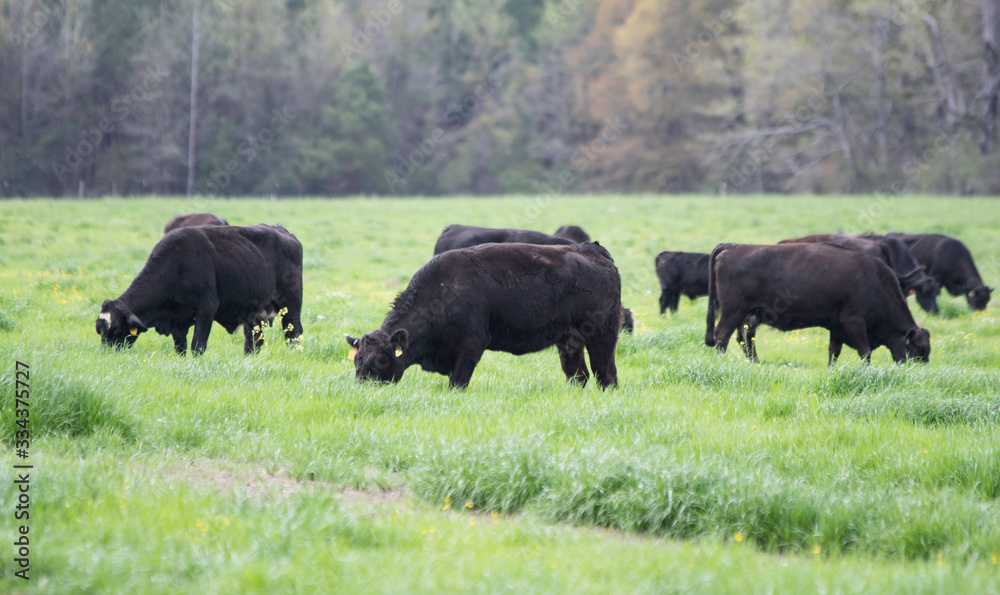 Angus cattle grazing in lush ryegrass