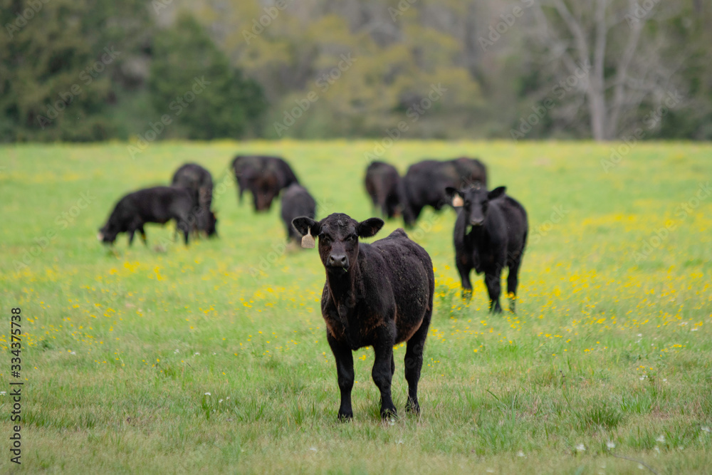 Angus calf in front of herd in spring pasture Angus calf in front of herd in spring pasture