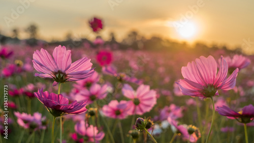 Flower field in summer.Scenery view of beautiful cosmos flower field in morning.Pink flowers field landscape