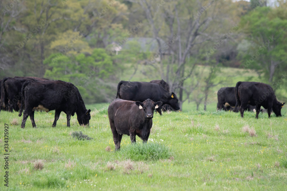 Angus crossbred cattle in early spring pasture