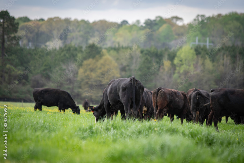 Obraz premium Angus herd grazing lush ryegrass