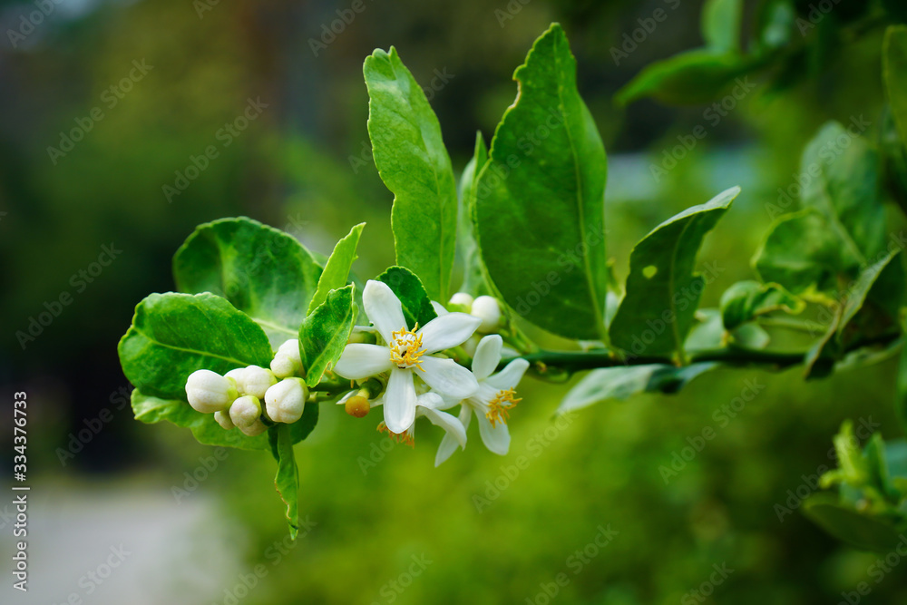 Lime flowers with green leaves in the garden background. Closeup lime blossom and bud flowers with yellow pollen at farm Lime flowers with green leaves in the garden background. Closeup lime blossom and bud flowers with yellow pollen at farm