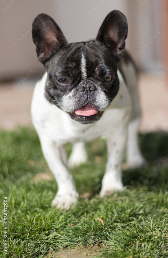 Picture of a French Bulldog who is standing in the yard on the grass, shallow DOF.