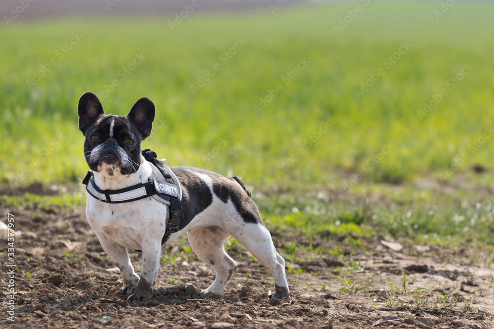 Picture of a security French Bulldog who is ranning on the meadow. Picture of a security French Bulldog who is ranning on the meadow.