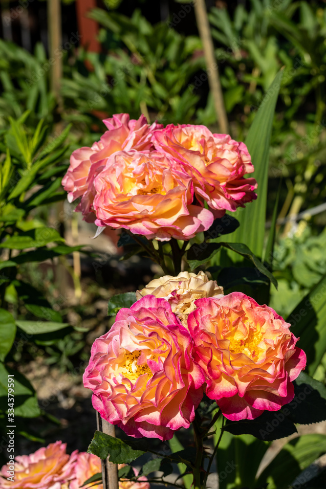 Colorful roses flowers on the branch in the garden Colorful roses flowers on the branch in the garden