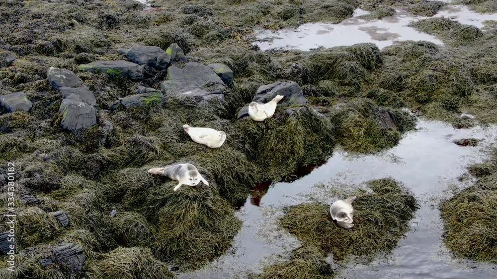 Group of super cute Seals chillin on green algae stone beach in Iceland, aerial shot Group of super cute Seals chillin on green algae stone beach in Iceland, aerial shot