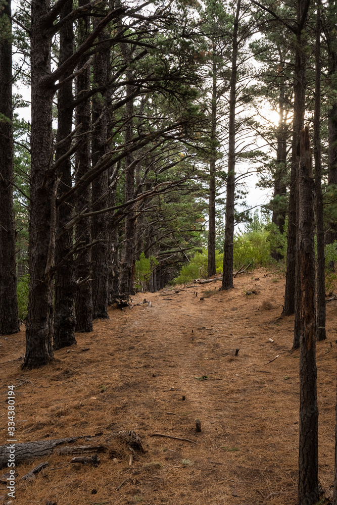 Pine forest with brown buttom and green trees Pine forest with brown buttom and green trees