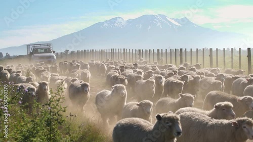 A flock of white sheep running towards the farm in New Zealand by the beautiful Mount Ruapehu  - wide shot