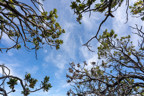 blue sky with branches from tree in africa