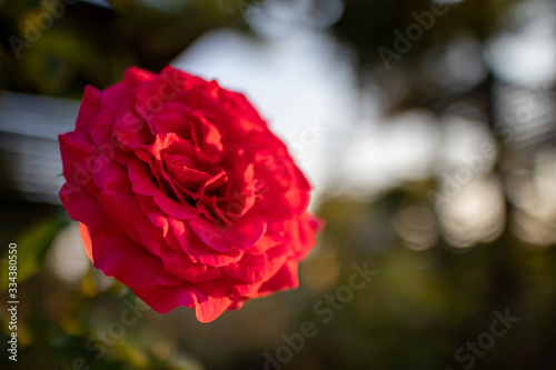 Close up of bloomed red rose in the garden with low sunrise.