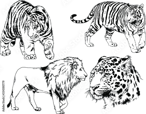 Fototapeta Naklejka Na Ścianę i Meble -  a set of vector drawings of various predators , tigers and lions, drawn in ink by hand, realistic for the logo