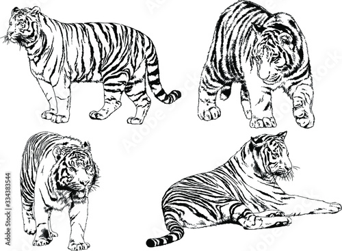 vector drawings sketches different predator , tigers lions cheetahs and leopards are drawn in ink by hand , objects with no background © evgo1977