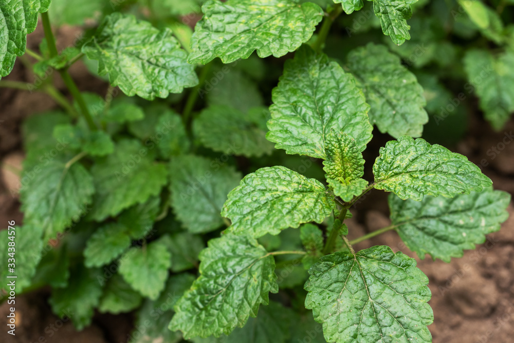 Green bushes of fragrant mint grow in a garden bed. Green bushes of fragrant mint grow in a garden bed.