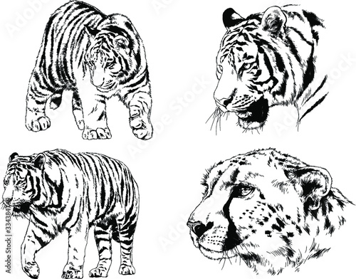 vector drawings sketches different predator   tigers lions cheetahs and leopards are drawn in ink by hand   objects with no background