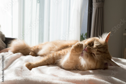 日向ぼっこしながら毛づくろいする猫のマンチカン