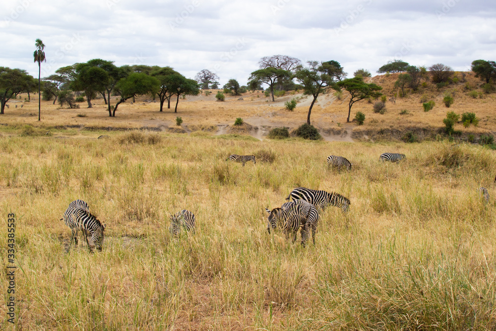 Fototapeta premium Group of zebras eating pasture in the yellow savannah of Tarangire National Park, in Tanzania