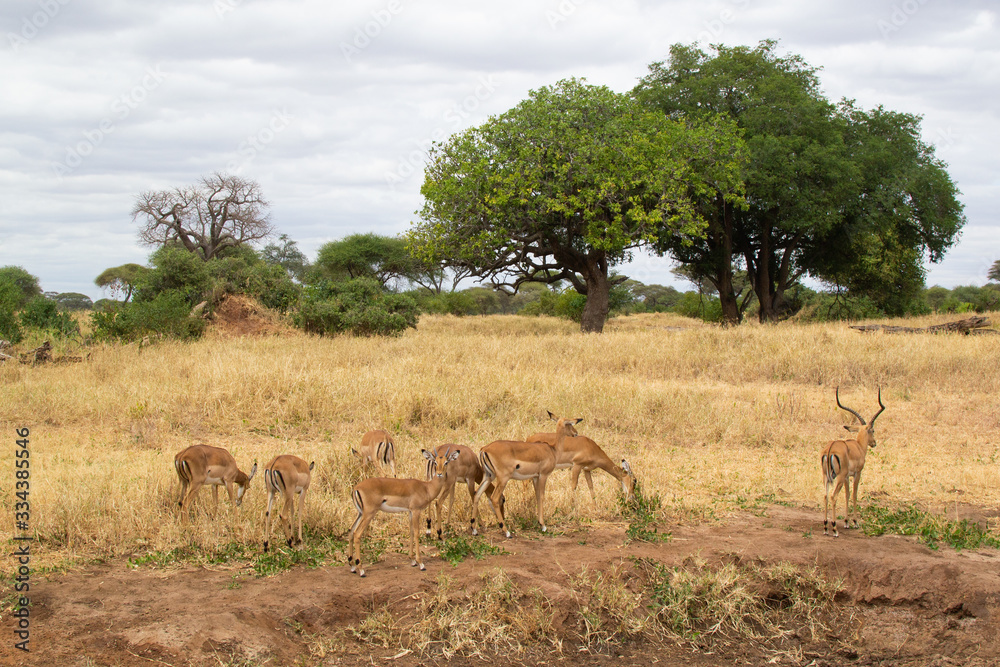 Naklejka premium Group of Thompson Gazelles eating pasture in the yellow savannah of Tarangire National Park, in Tanzania