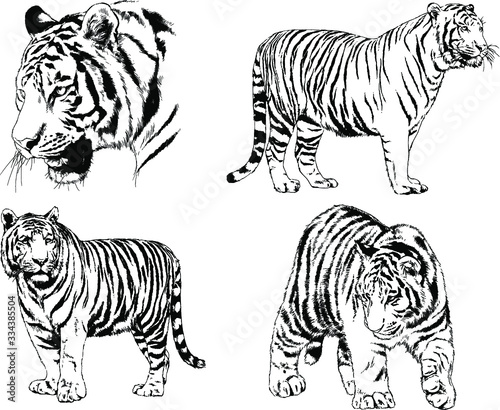 set of vector drawings on the theme of predators tigers are drawn by hand with ink tattoo logos