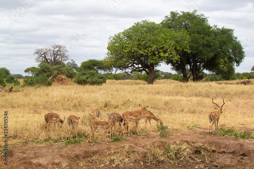 Group of Thompson Gazelles eating pasture in the yellow savannah of Tarangire National Park, in Tanzania
