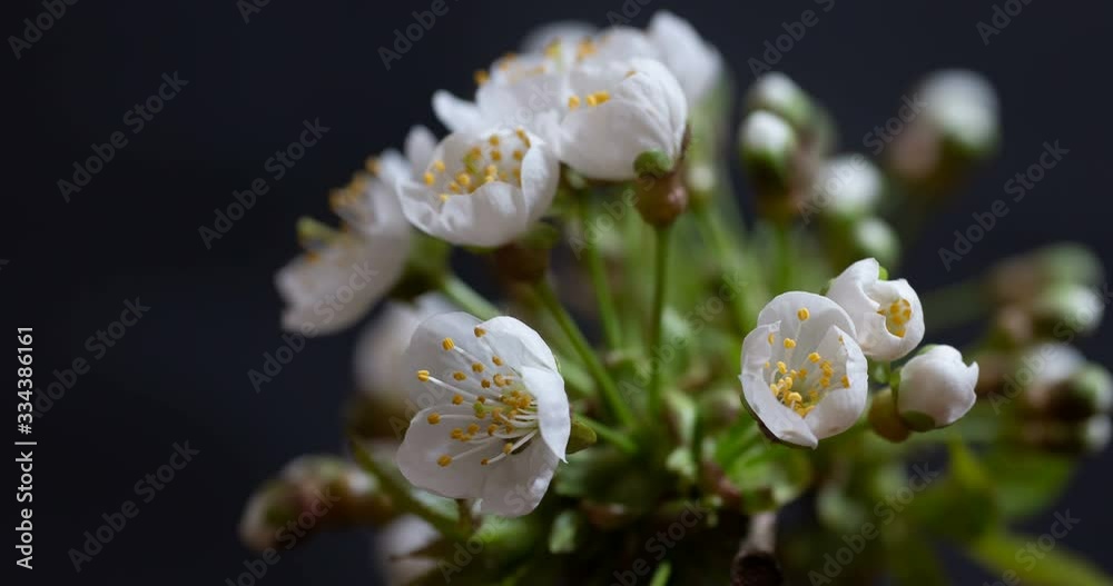 Timelapse zoom of white spring cherry tree blossom open macro close up. Flowers opening in the garden. Time lapse of fresh  blossoming apricot. Blooming backdrop on dark background with zooming