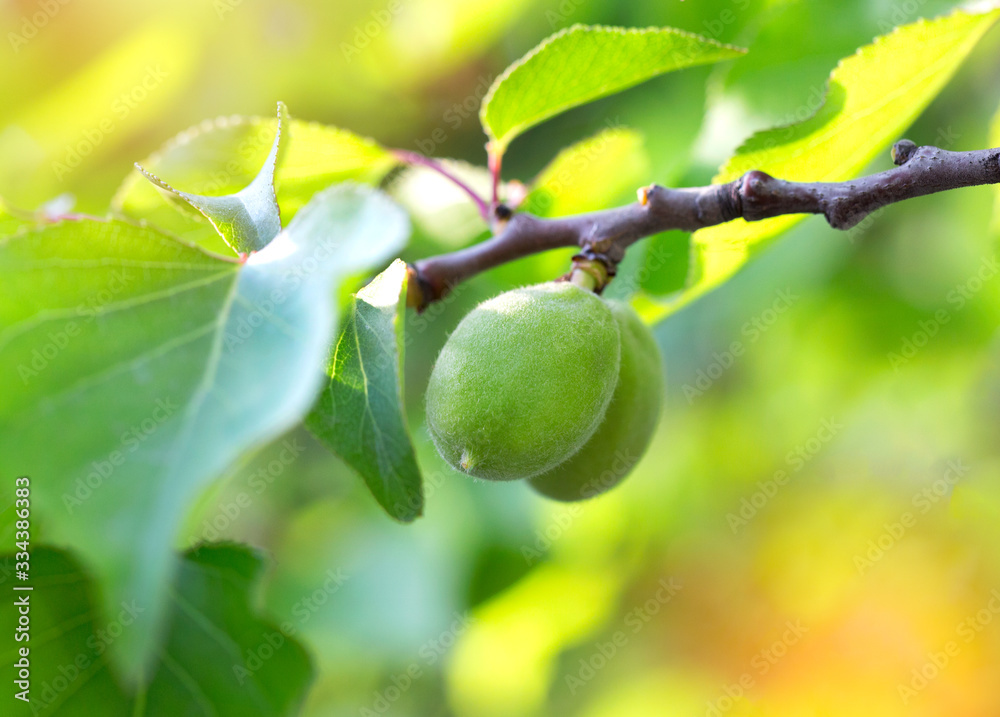 Fototapeta premium Small green apricots grow on a tree. In the sun's rays